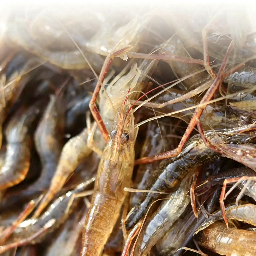 Frozen Wild River Shrimps from Weishan Lake
