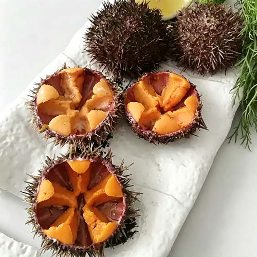 Fresh Sea Urchin